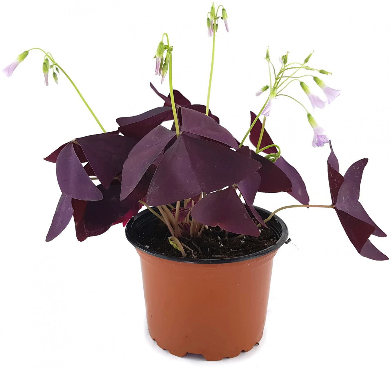 Oxalis triangularis &quot;Mijke&quot; - essbarer Purpur Klee