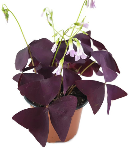 Oxalis triangularis &quot;Mijke&quot; - essbarer Purpur Klee