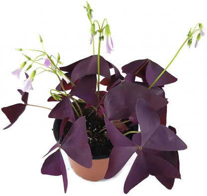 Oxalis triangularis &quot;Mijke&quot; - essbarer Purpur Klee