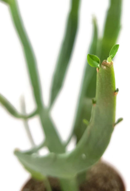 Euphorbia xylophylloides - Sukkulente