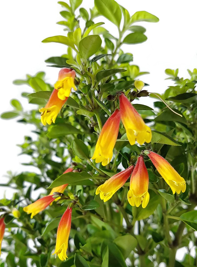 Jacobinia Justicia rizzinii - brasilianische Fuchsie