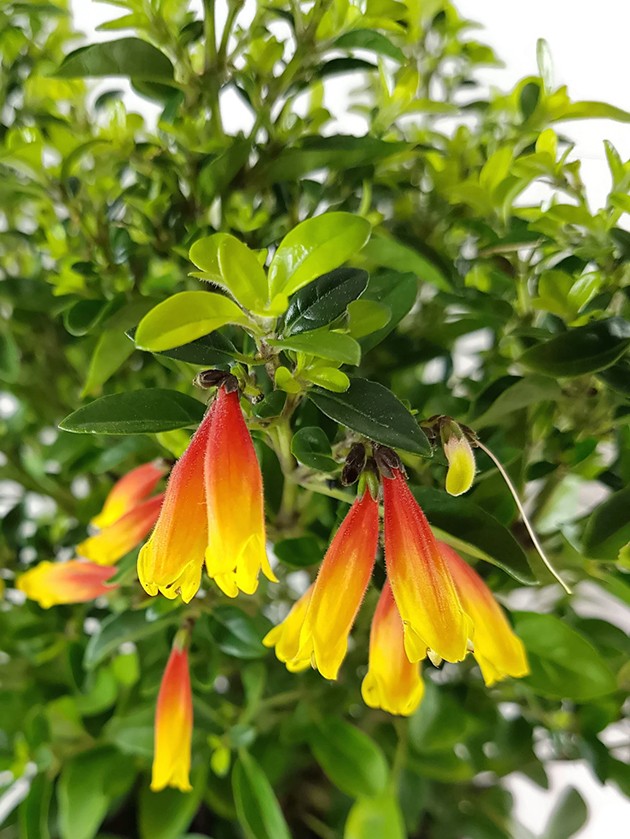 Jacobinia Justicia rizzinii - brasilianische Fuchsie