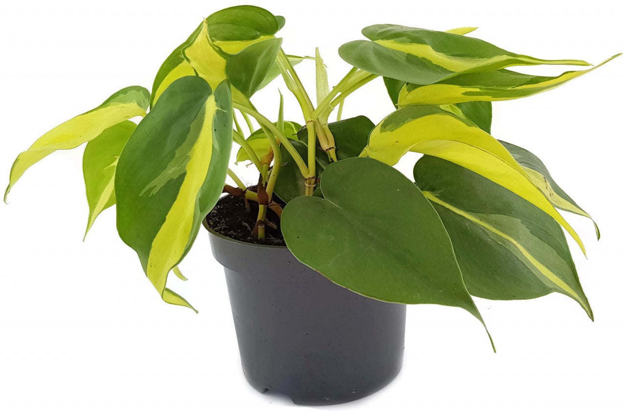 Philodendron Scandens BRAZIL - limonengrüner Baumfreund