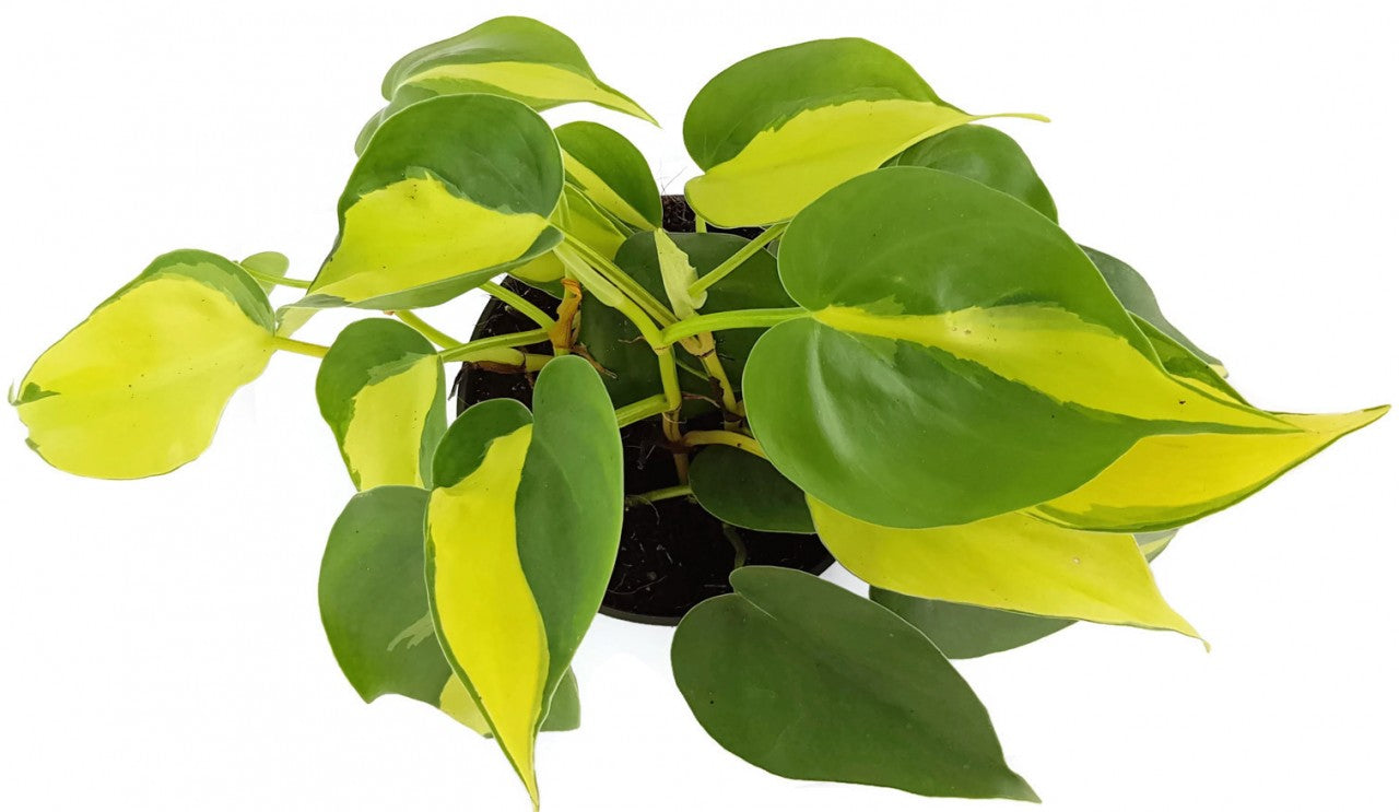 Philodendron Scandens BRAZIL - limonengrüner Baumfreund