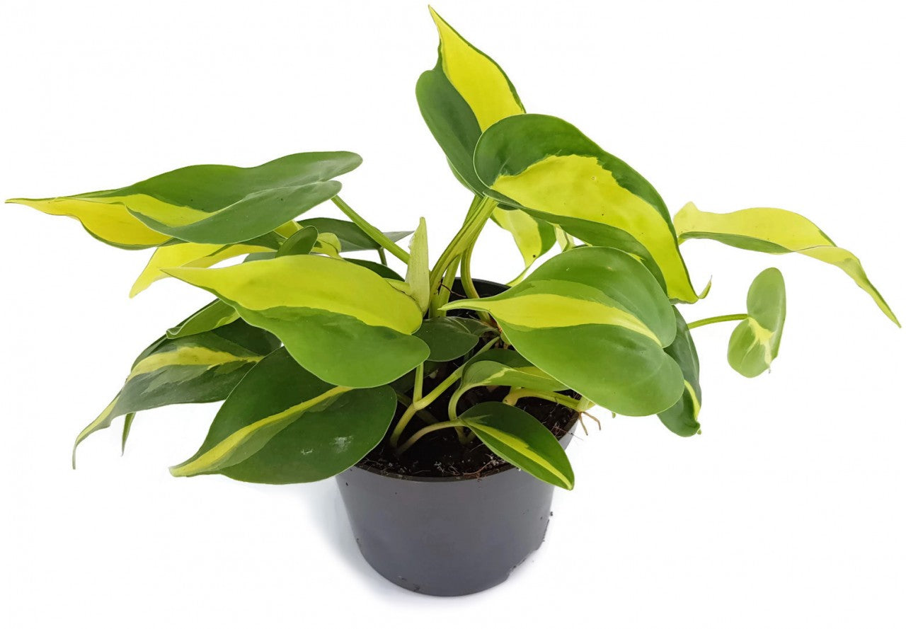 Philodendron Scandens BRAZIL - limonengrüner Baumfreund