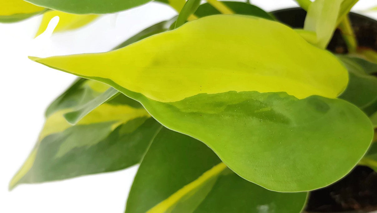 Philodendron Scandens BRAZIL - limonengrüner Baumfreund