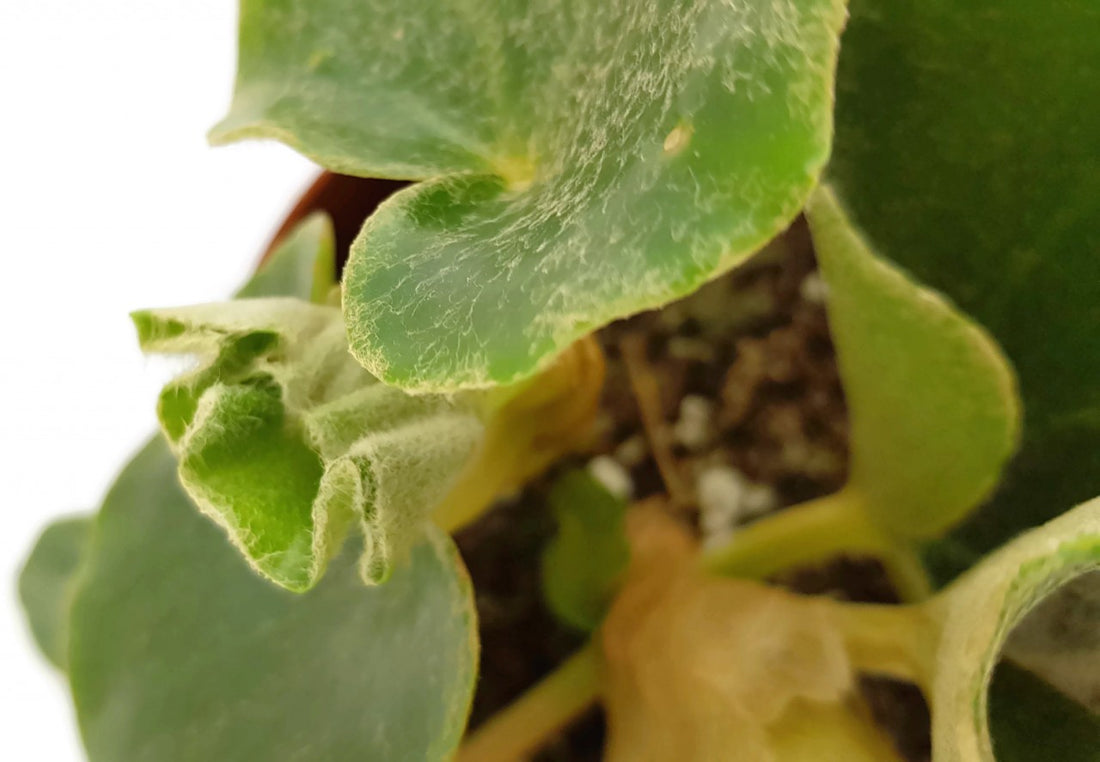 Begonia venosa - Blattbegonie