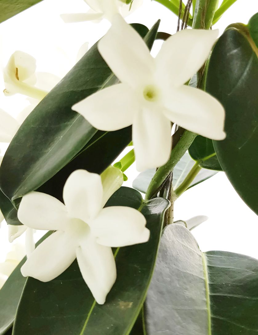 Stephanotis floribunda - Kranzschlinge SALE ohne Blüten