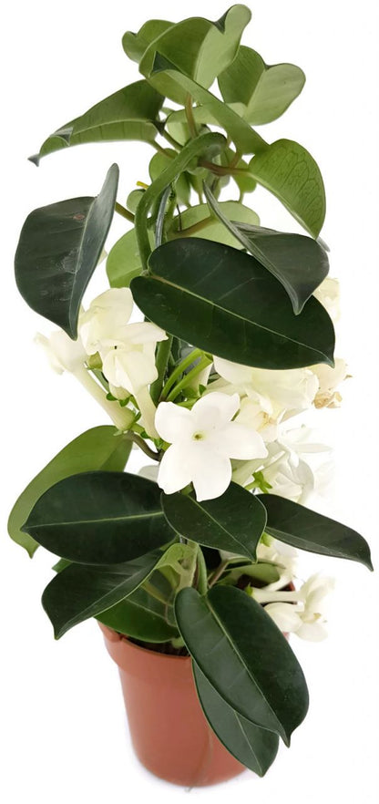 Stephanotis floribunda - Kranzschlinge SALE ohne Blüten