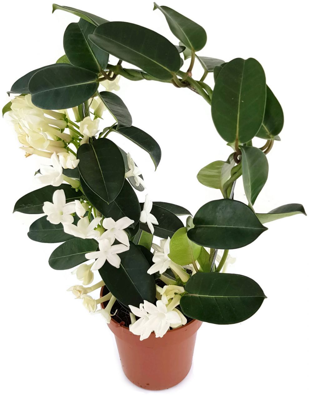 Stephanotis floribunda - Kranzschlinge