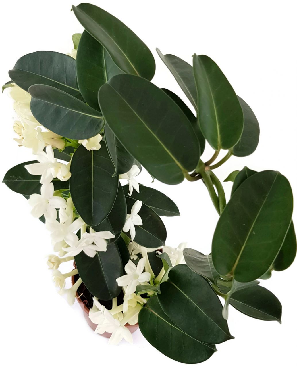 Stephanotis floribunda - Kranzschlinge SALE ohne Blüten