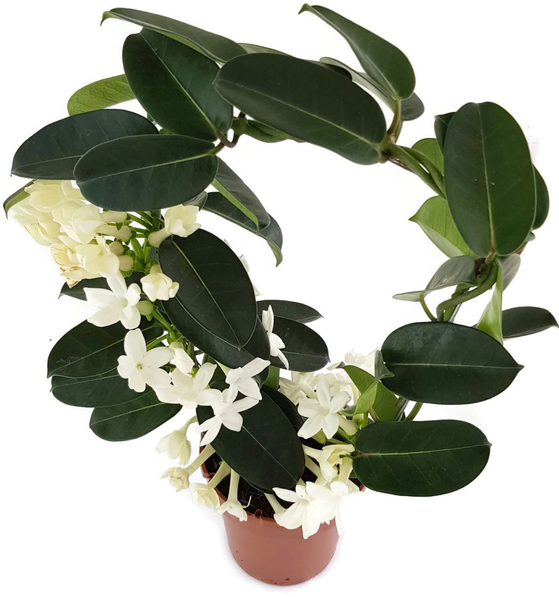 Stephanotis floribunda - Kranzschlinge