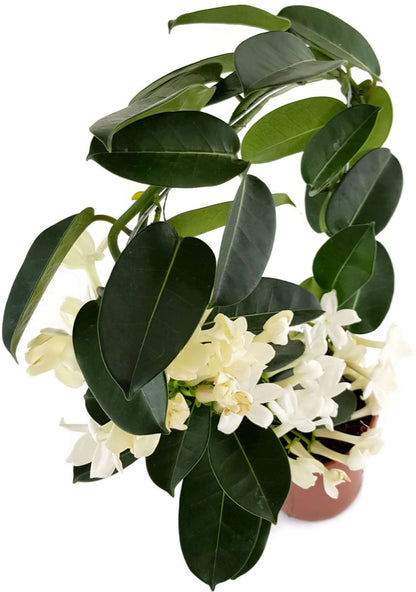 Stephanotis floribunda - Kranzschlinge SALE ohne Blüten