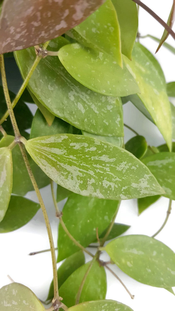 Hoya lacunosa - Porzellanblume