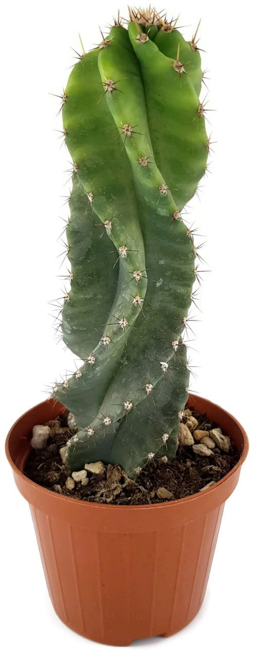 Cereus forbesii spiralis - gedrehter Säulenkaktus