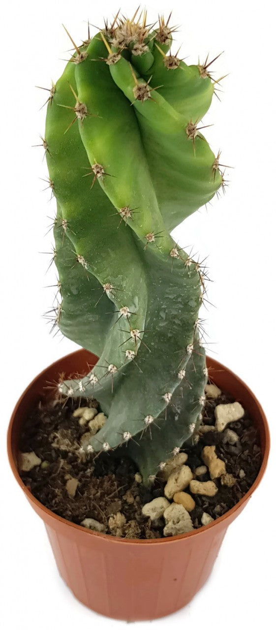 Cereus forbesii spiralis - gedrehter Säulenkaktus