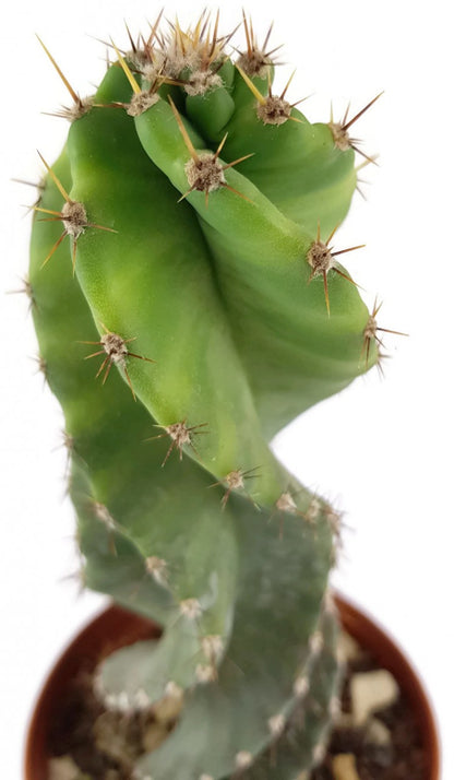 Cereus forbesii spiralis - gedrehter Säulenkaktus