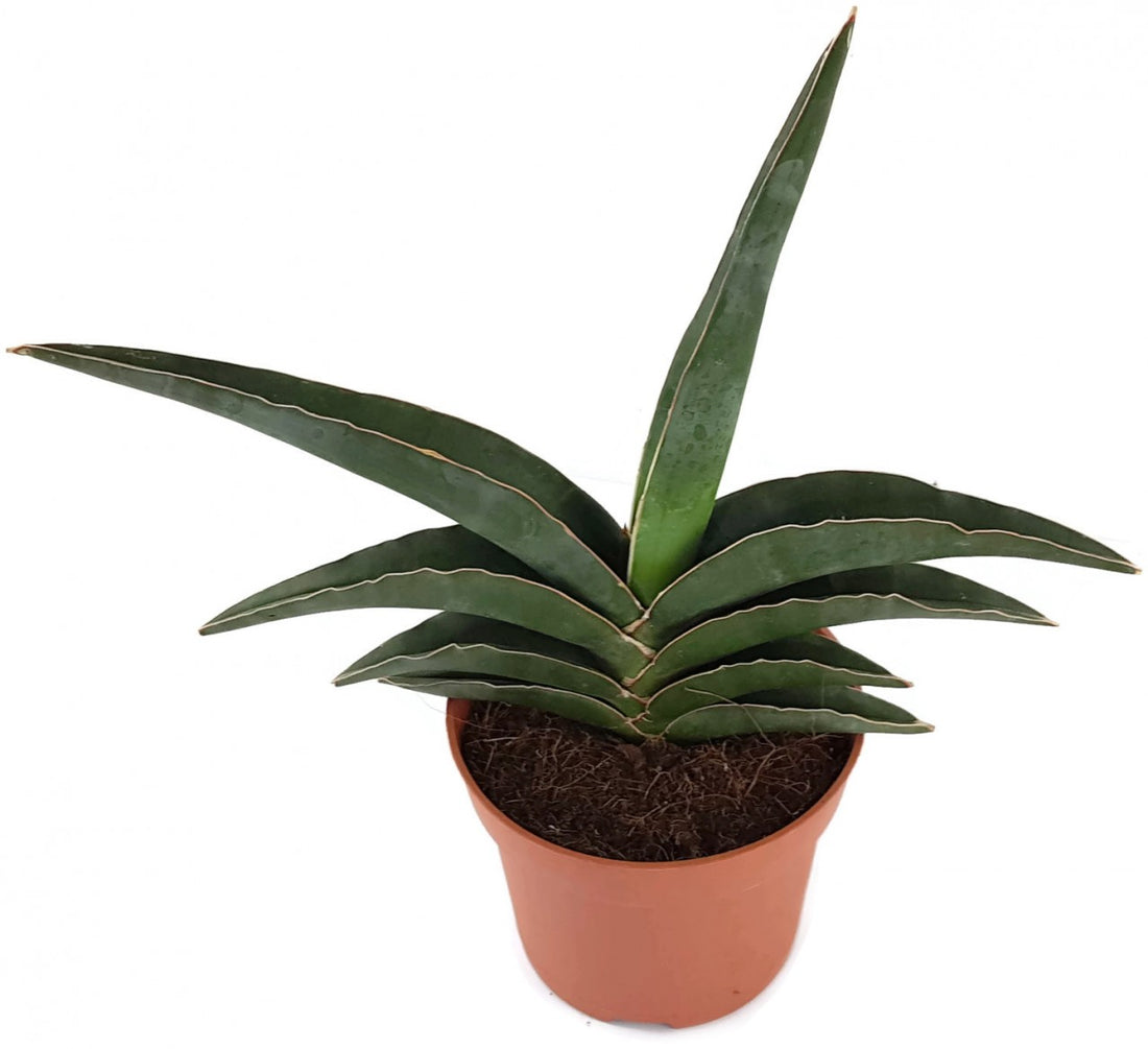 Sansevieria robusta - spitzer Bogenhanf