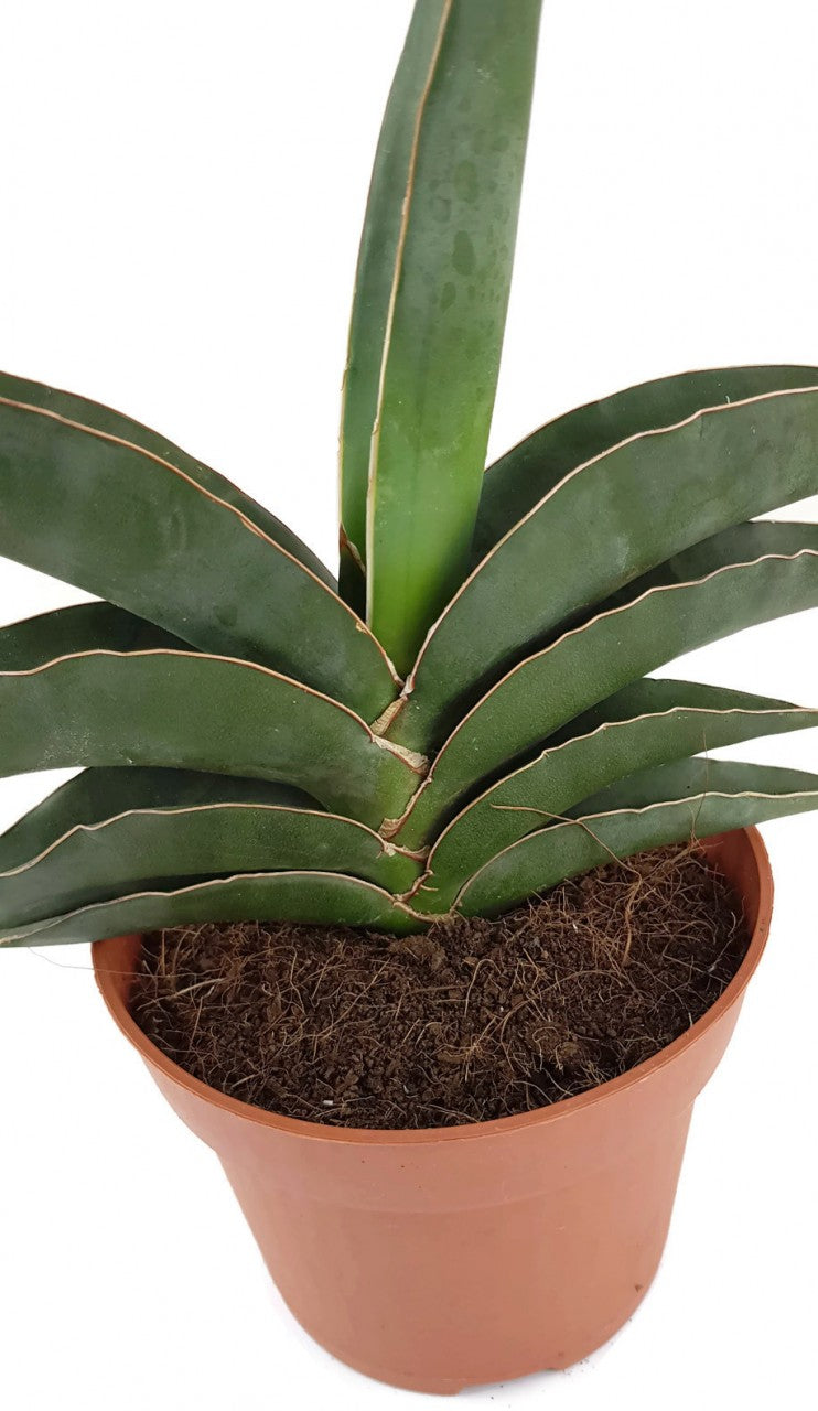 Sansevieria robusta - spitzer Bogenhanf