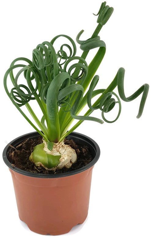 Albuca Spiralis - Zwiebelgewächs