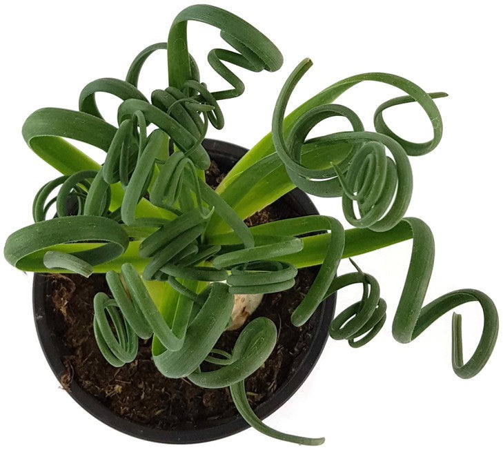 Albuca Spiralis - Zwiebelgewächs