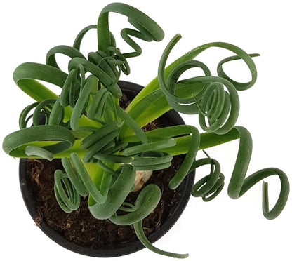 Albuca Spiralis - Zwiebelgewächs