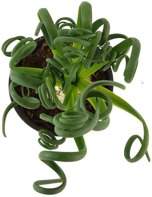 Albuca Spiralis - Zwiebelgewächs