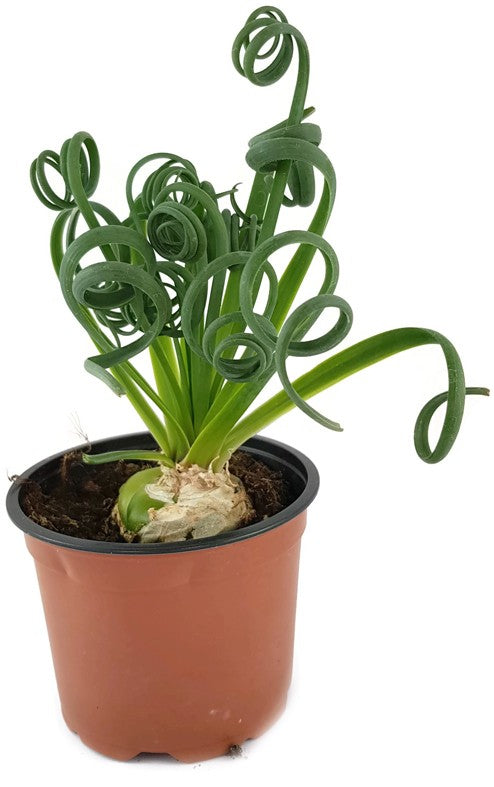 Albuca Spiralis - Zwiebelgewächs