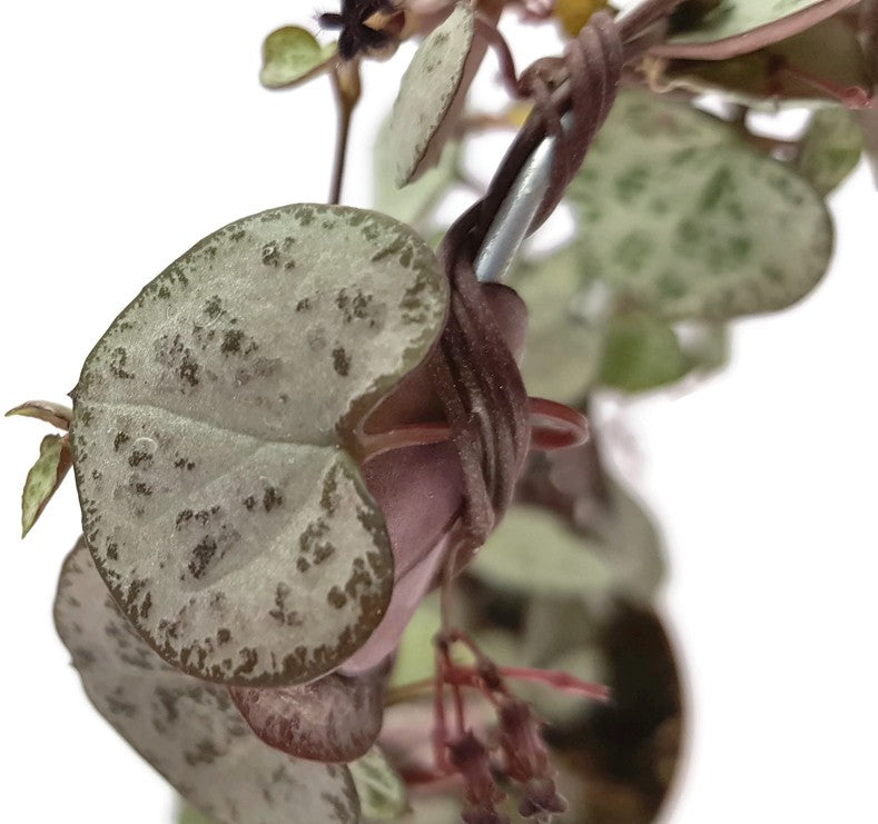 Ceropegia linearis ssp. woodii - Leuchterblume