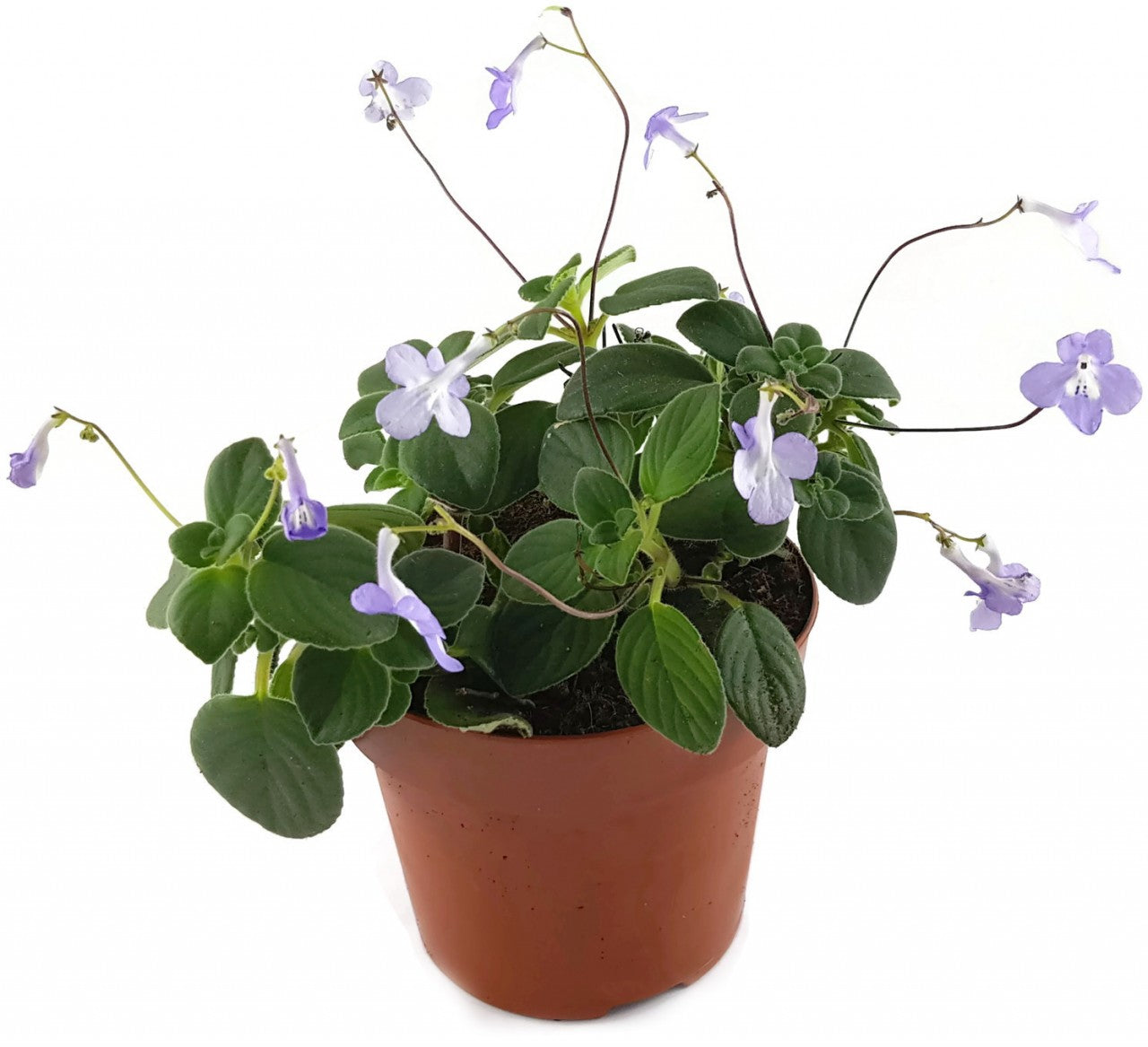 Streptocarpus saxorum - Drehfrucht