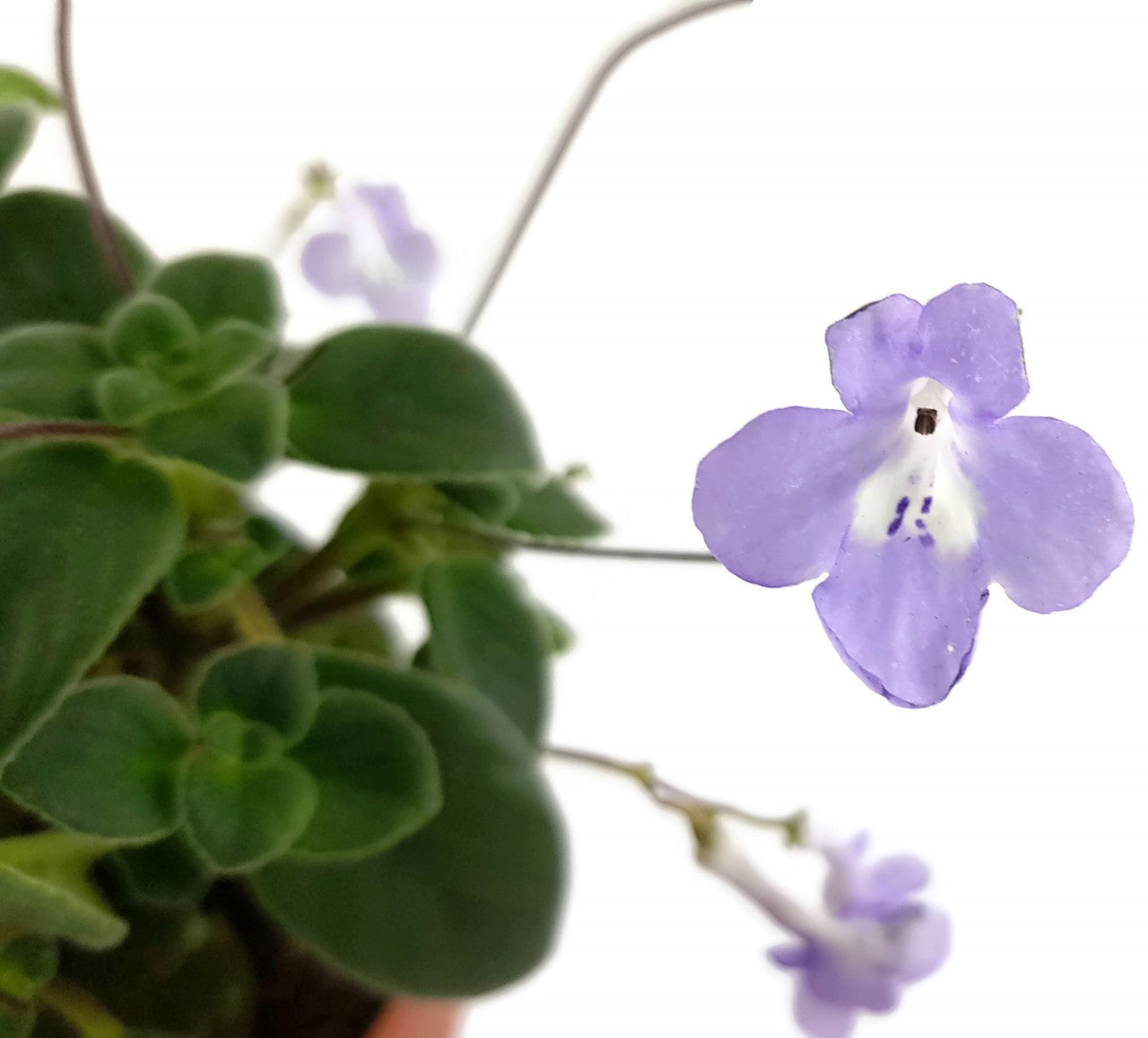 Streptocarpus saxorum - Drehfrucht