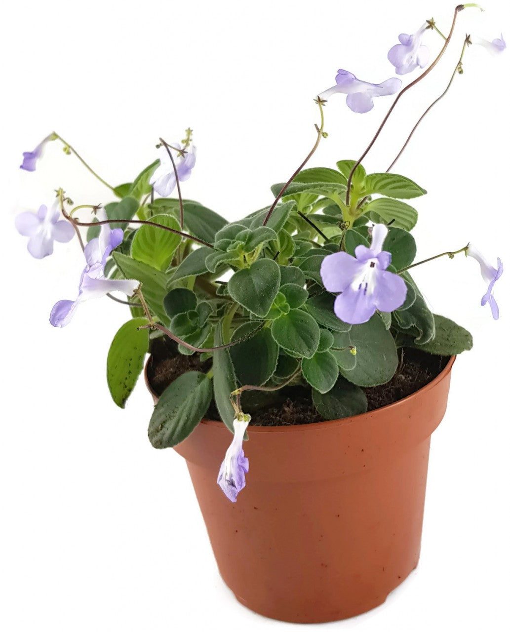 Streptocarpus saxorum - Drehfrucht