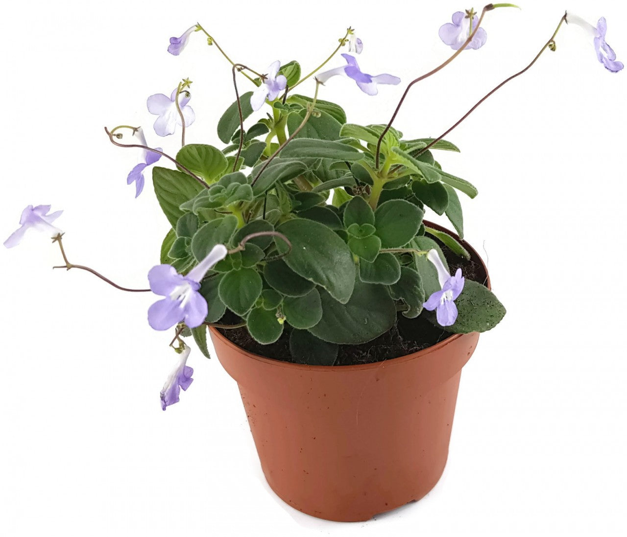 Streptocarpus saxorum - Drehfrucht