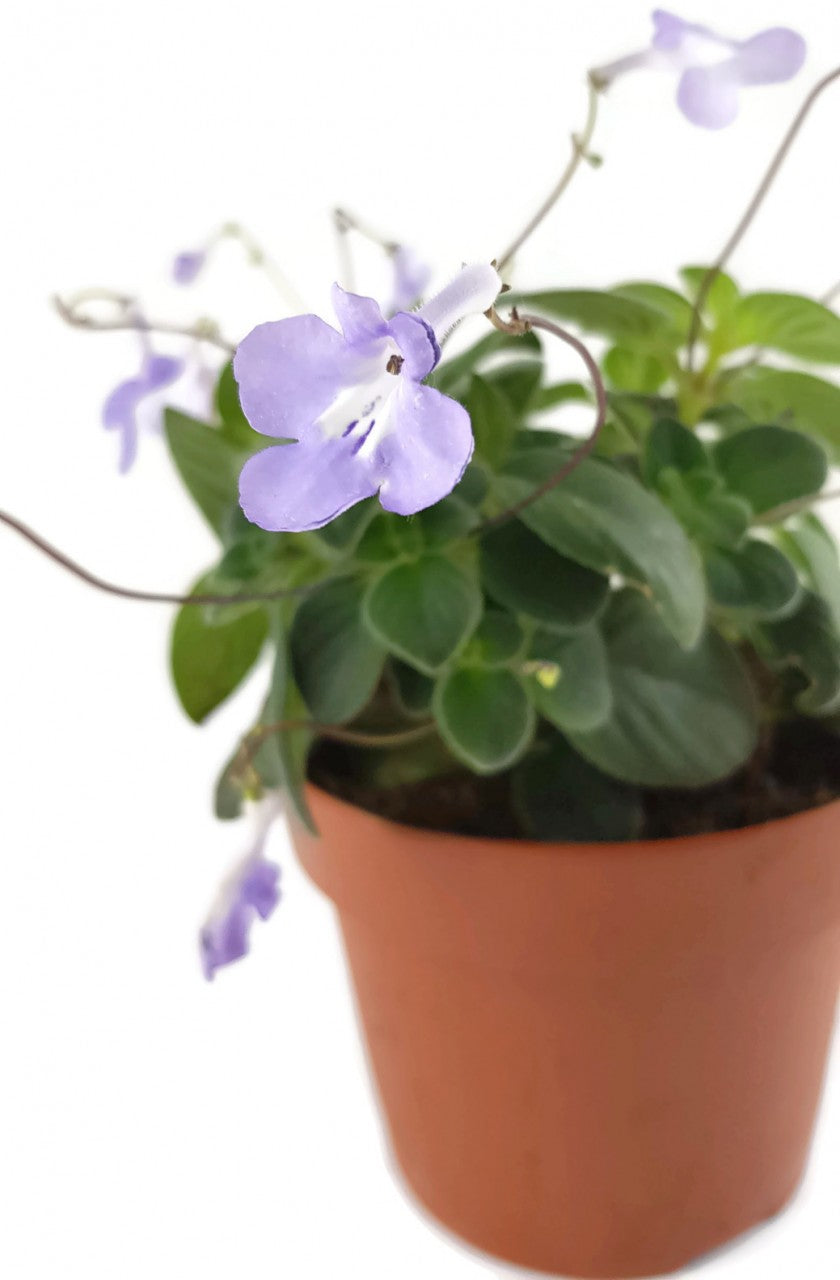 Streptocarpus saxorum - Drehfrucht