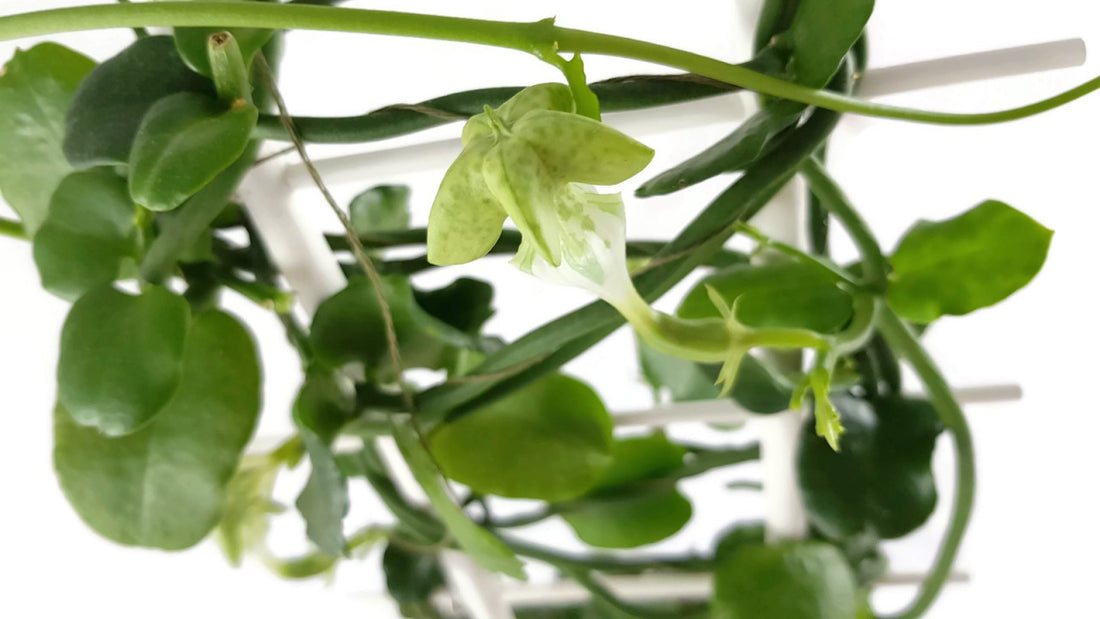 Ceropegia sandersonii - Leuchterblume