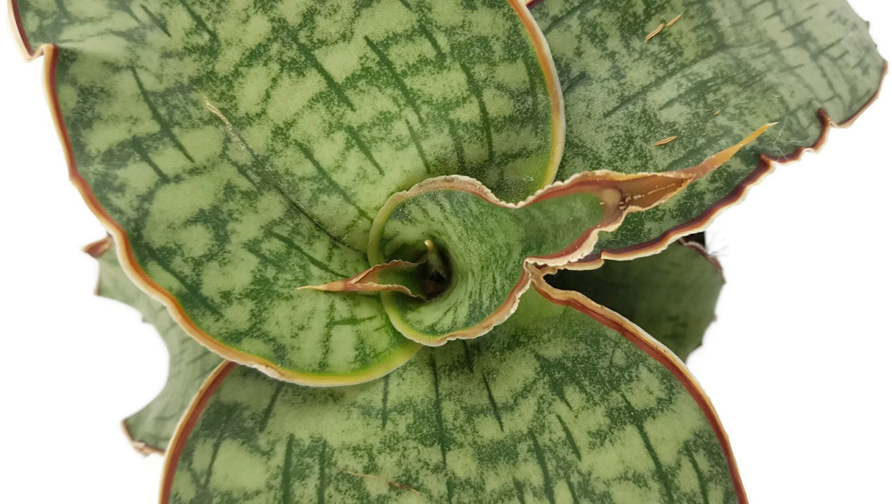 Sansevieria Silver Blue - wasserblauer Bogenhanf