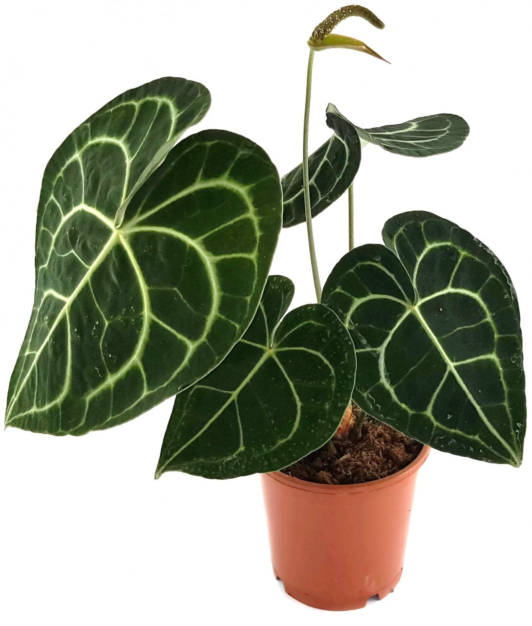 Anthurium clarinervium - Herzblattblume