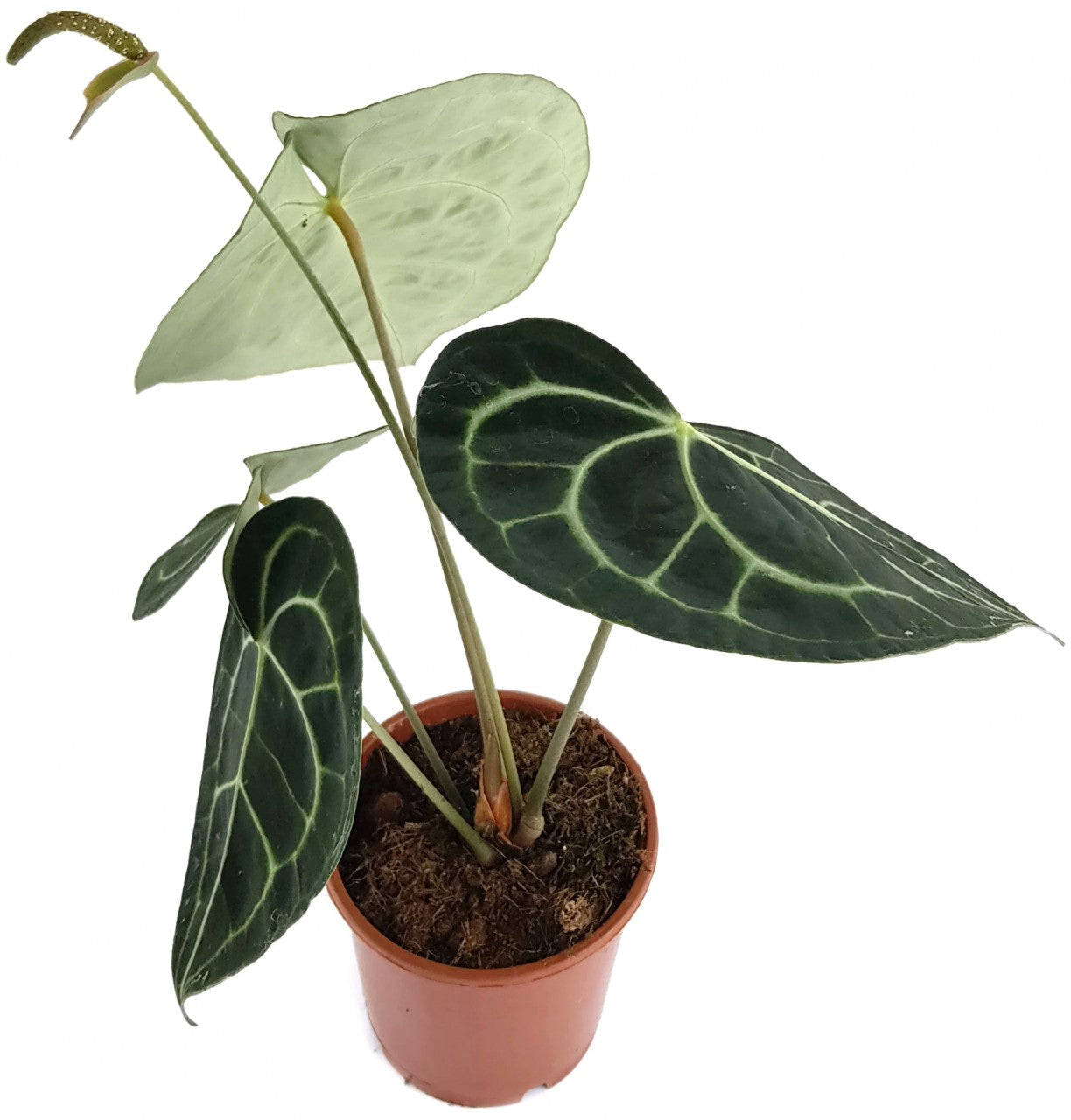 Anthurium clarinervium - Herzblattblume - SALE