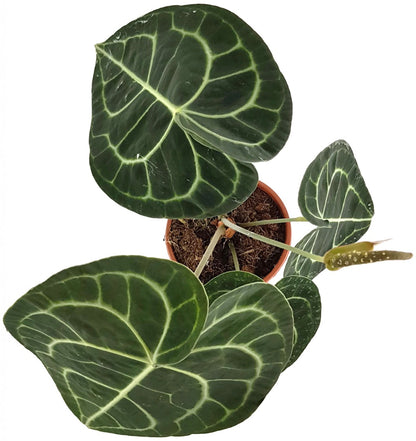 Anthurium clarinervium - Herzblattblume - SALE