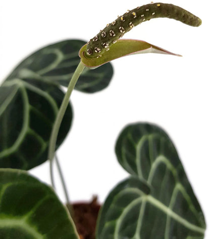 Anthurium clarinervium - Herzblattblume