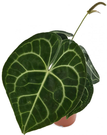 Anthurium clarinervium - Herzblattblume