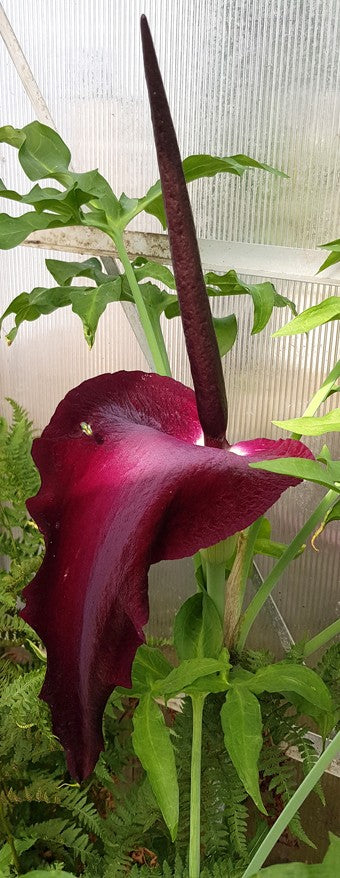 Dracunculus vulgaris - Drachenwurz