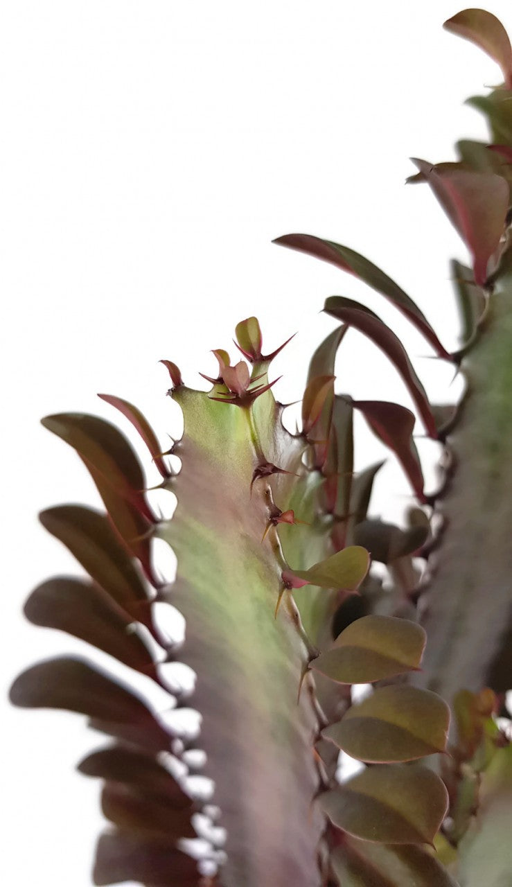 Euphorbia trigona f. rubra - Sukkulente