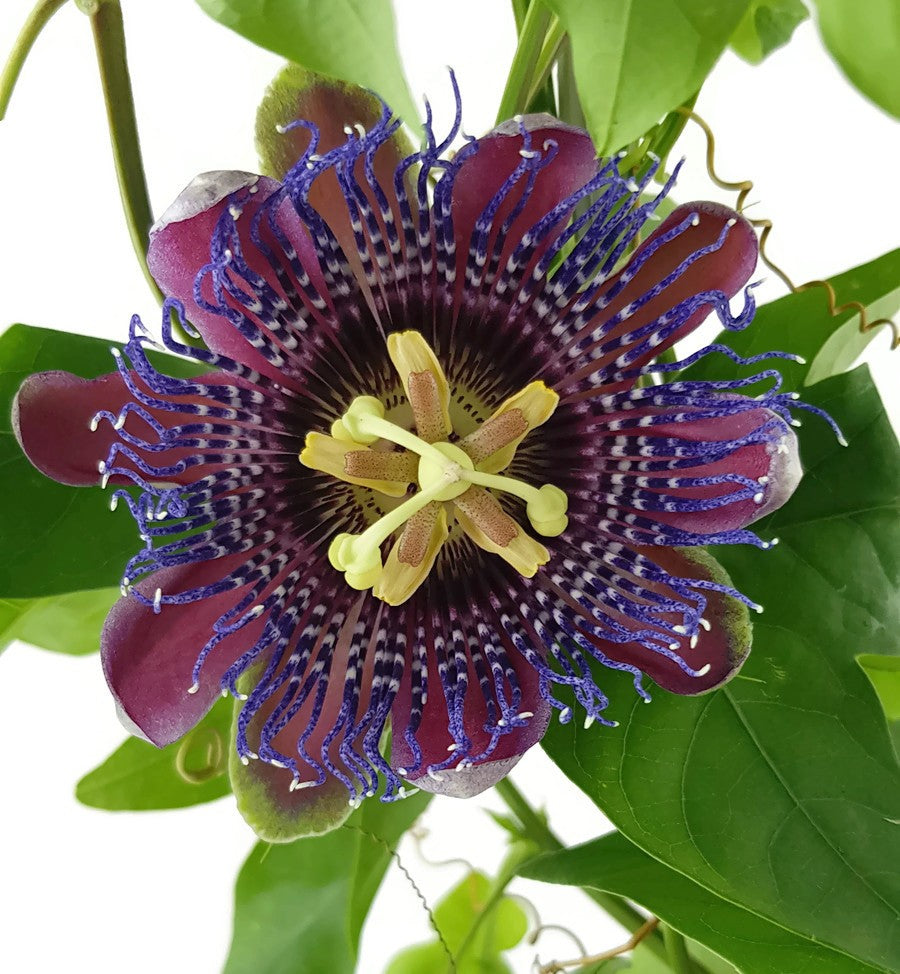 Passiflora &quot;Marijke&quot; - Passionsblume