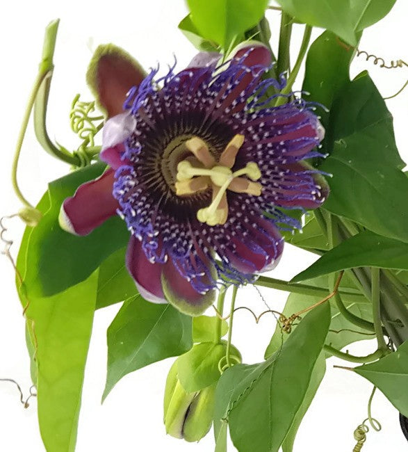 Passiflora &quot;Marijke&quot; - Passionsblume