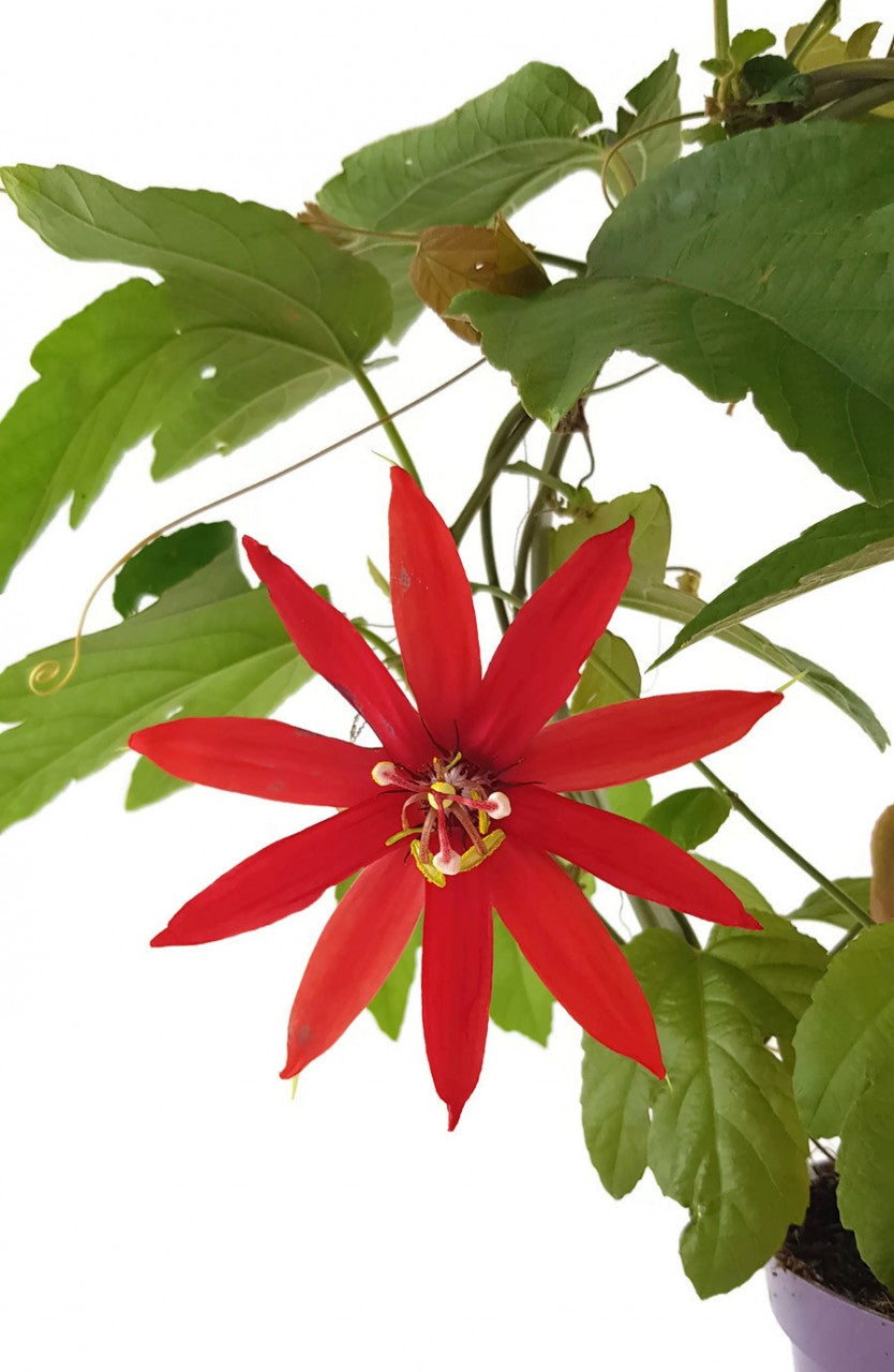 Passiflora vitifolia - rote Passionsblume