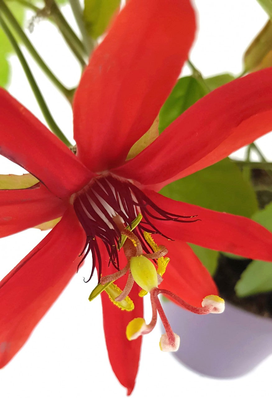 Passiflora vitifolia - rote Passionsblume