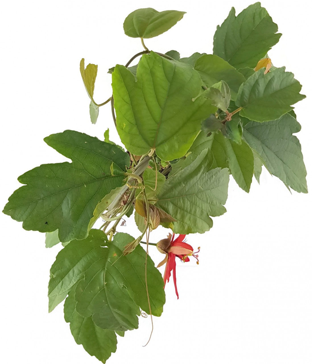 Passiflora vitifolia - rote Passionsblume