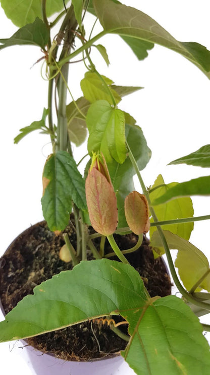 Passiflora vitifolia - rote Passionsblume