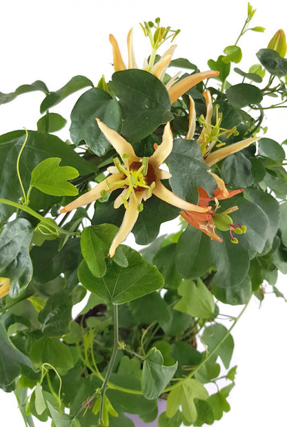 Passiflora aurantia - australische Passionsblume